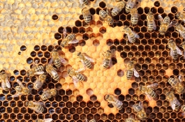 DataBee bee hive